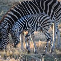 Zebras