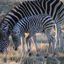 Zebras