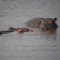 Hippos