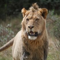 Maximus the Lion 