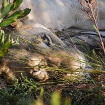 Claudette the Lion