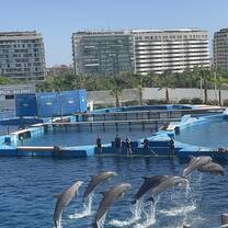 the amazing dolphin show at the oceanographic 
