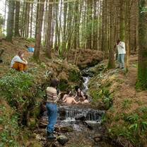 forest reference pictures