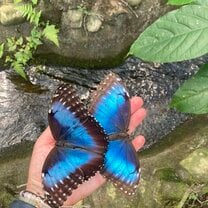 blue morpho butterflies 