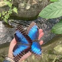 blue morpho butterflies 