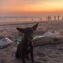 A friendly dog on the beach 