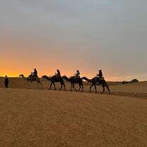 Riding camels in the sahara 