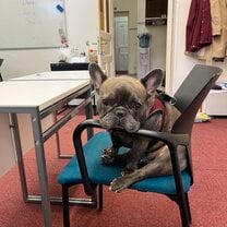 Planning a lesson with our buddy