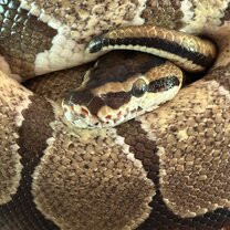 O, the snake!