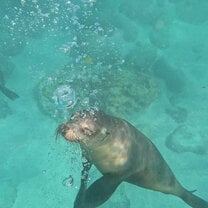 Sea lions in the Galapagos :) 