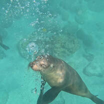 Sea lions in the Galapagos :) 
