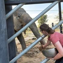 Feeding banana balls.