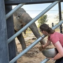 Feeding banana balls.