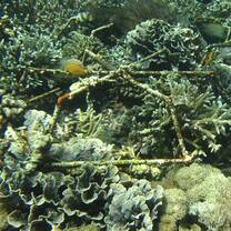 Project Laut Coral Structures