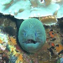 Moray Eel