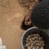 Burying turtle eggs
