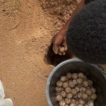 Burying turtle eggs