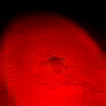 When we found a turtle on night patrol!