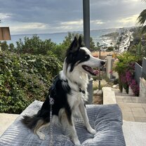 My dog in front of our apartment after we first arrived!