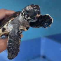 baby turtle
