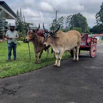A picture of cows located at the Doka Coffee Farm during our day-excursion.
