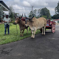 A picture of cows located at the Doka Coffee Farm during our day-excursion.