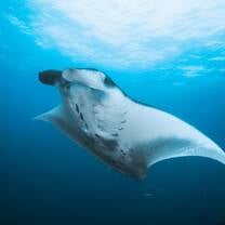 My favourite manta ray encounter <3