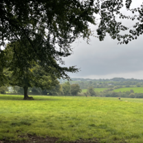 A view of a field