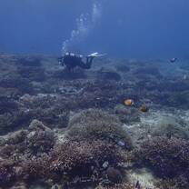 Restored reef