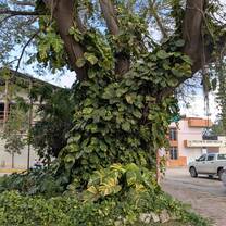 Bich tree near the main park