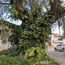 Bich tree near the main park