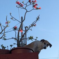 Dog on a roof, not an uncommon sight