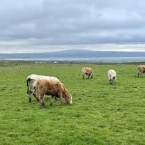 Sheep in Liscannor 