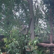 Koala at local Sanctuary near Bond