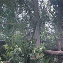 Koala at local Sanctuary near Bond