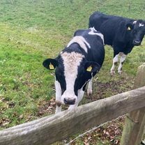 The cows at my school, Monaghan Collegiate School