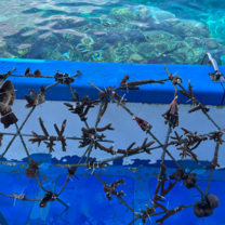 Coral restoration