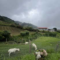 Guadalupe, Cerro Punta, Panama
