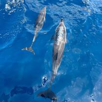 Atlantic Spotted Dolphins