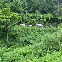 This was a jungle walk with elephants through the forest.