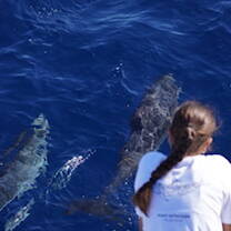 Getting to know Atlantic Spotted Dolphins