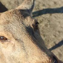 Nara park