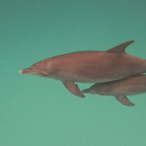 Learn the pros and cons of certain wildlife conservation methods regarding marine cetaceans (dolphins) while having the experience of your life 