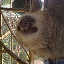 You can visit an animal rescue after school that has sloths plus many other injured exotic animals that are rescued then nurtured to be released later into the wild.