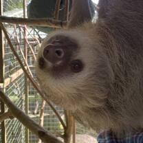 You can visit an animal rescue after school that has sloths plus many other injured exotic animals that are rescued then nurtured to be released later into the wild.