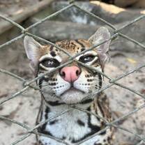 Ocelot