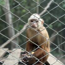 Baby monkey