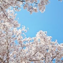 Enjoying 4 seasons and Spring is my favorite