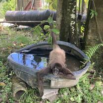 Monkeying around