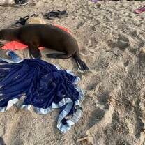 Beach bum